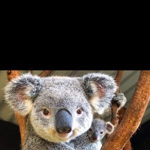 Meet your Posher, Pam